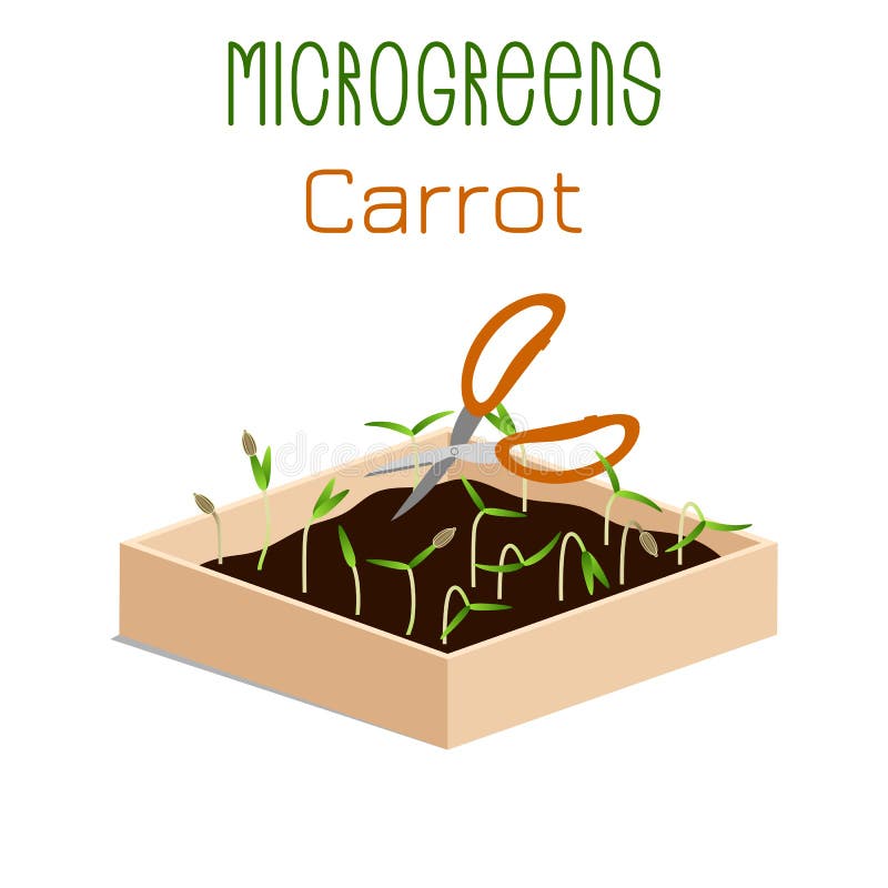 Microgreens Carrot. Sprouts in a bowl. Sprouting seeds of a plant. Vitamin supplement, vegan food. Microgreens Carrot. Grow microgreen in a box with soil stock illustration