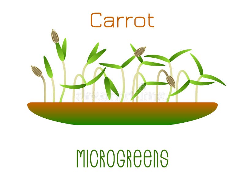 Microgreens Carrot. Sprouts in a bowl. Sprouting seeds of a plant. Vitamin supplement, vegan food.  vector illustration