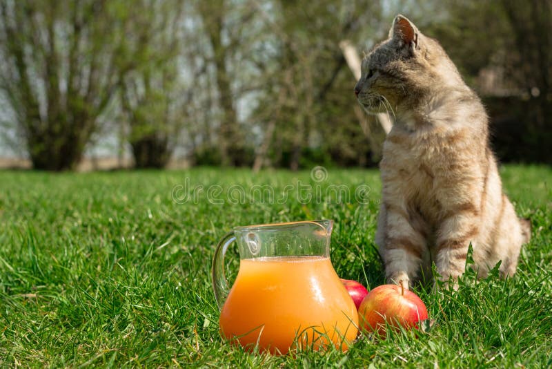 Natural freshly squeezed apple juice in a decanter, apples are lying next to it, in the background a cat stock image