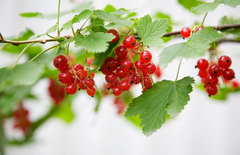 Red Currant royalty free stock photo