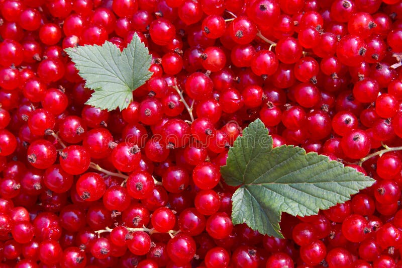 Red currant stock images