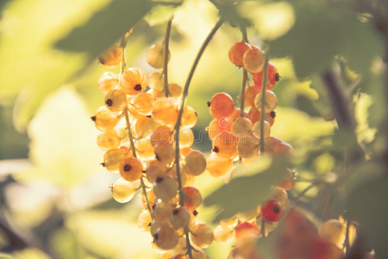 Red currant royalty free stock images
