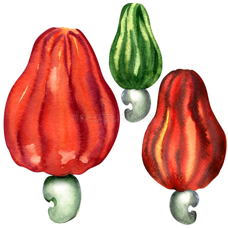 Tropical cashew fruit isolated, watercolor. Painting on white background stock illustration