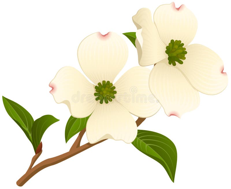 Two Flowers on a Dogwood Branch. Vector illustration of a dogwood tree branch against a white background stock illustration