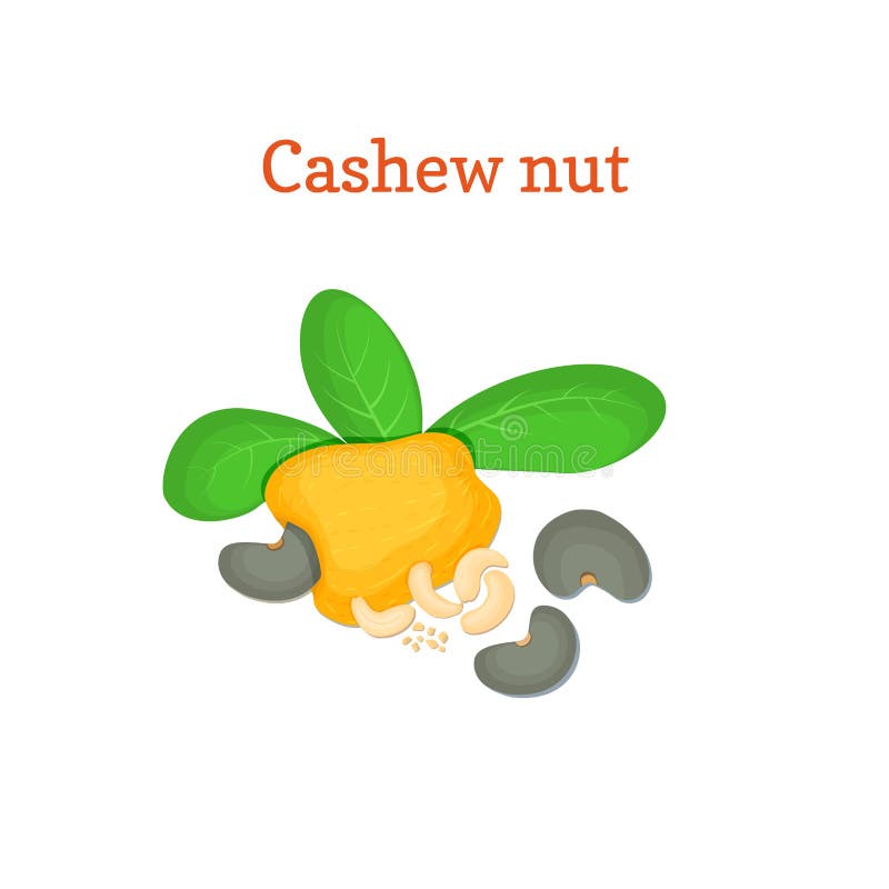 Vector illustration of a cashew nut. Appetizing tree with yellow fruit, nuts and leaves on white background. Elements. Vector illustration of a cashew nut stock illustration