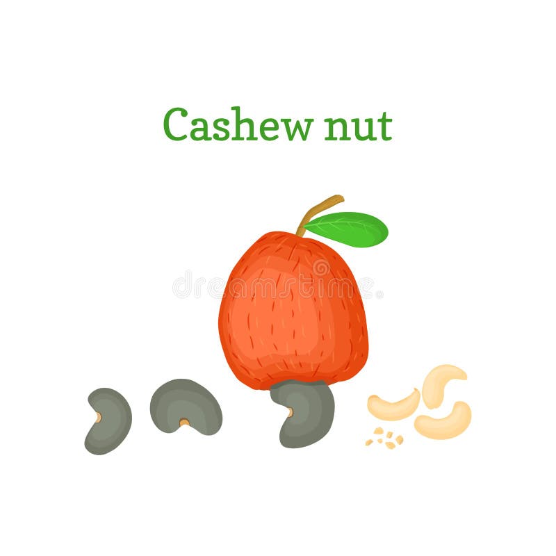 Vector illustration of a cashew nut. Branch tree with red fruit, nuts and leaves. Vector illustration of a cashew nut. Branch cashew nut tree with red fruit royalty free illustration