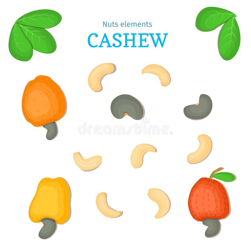 Vector set of nuts. Cashew nut fruit, whole, peeled, piece half, walnut in shell, leaves. Collection cashewnut. Vector set of nuts. Cashew nut fruit, whole vector illustration
