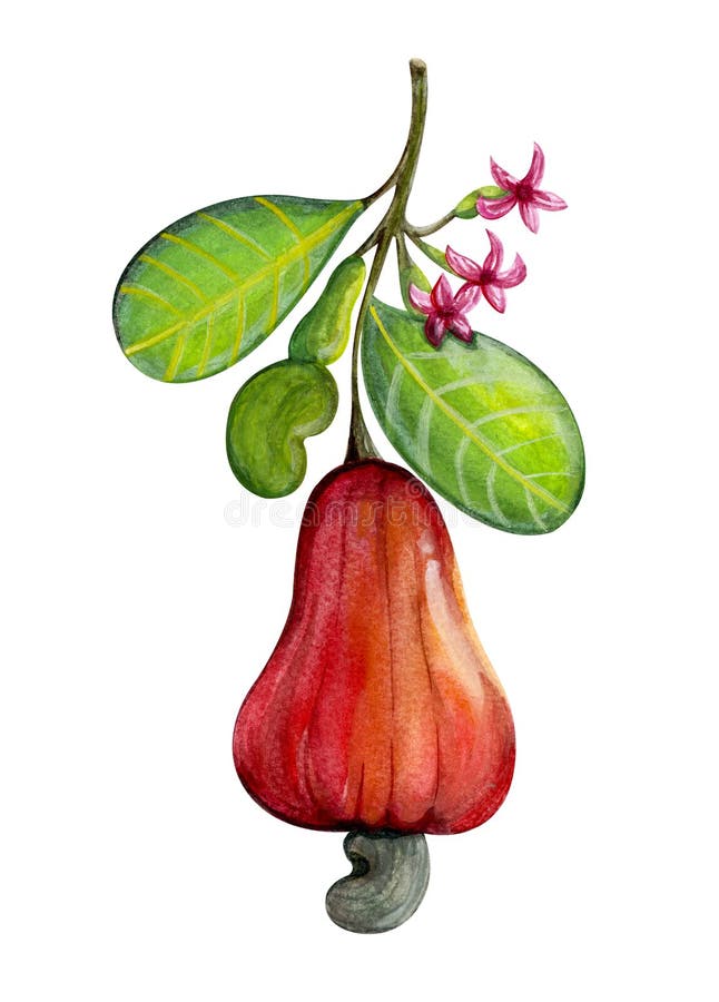 Watercolor cashew on white background with leaves, fruit and flowers illustration. Watercolor cashew on white background,watercolor cashew nuts with leaves royalty free illustration