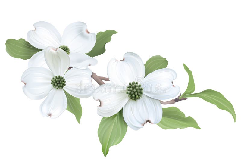 White Dogwood (Cornus florida). Hand drawn vector illustration of blooming dogwood on transparent background vector illustration