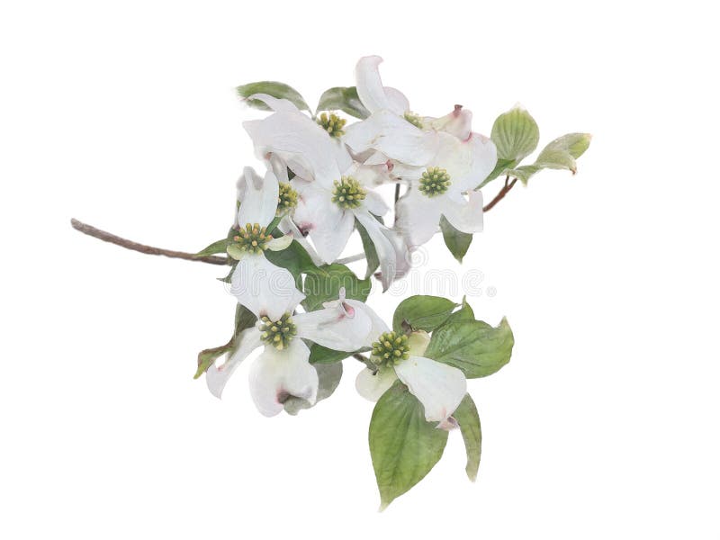 White flowering dogwood on branch watercolor illustration effect. White flowering dogwood on branch watercolor illustration photo manipulation effect, wedding stock illustration