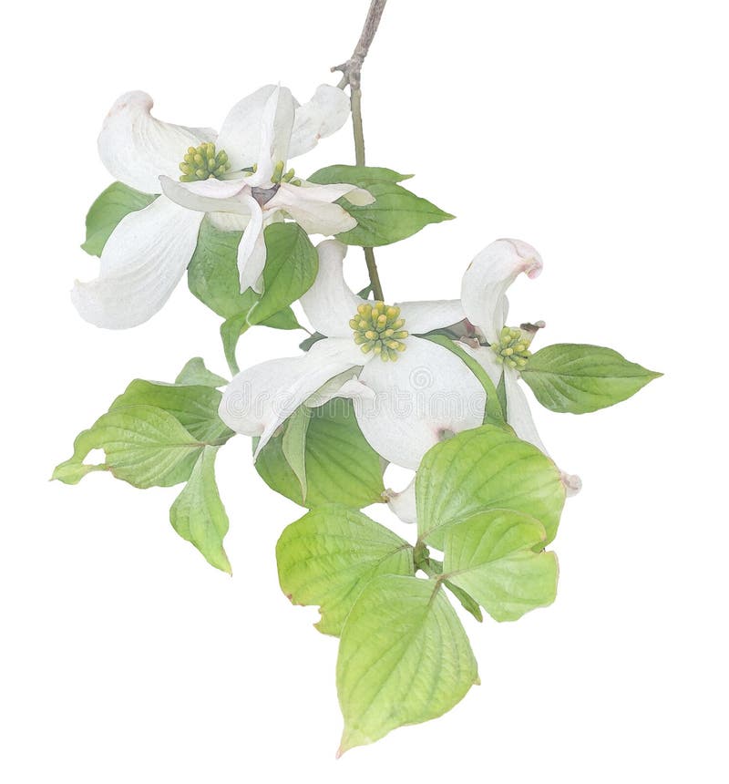 White flowering dogwood on branch watercolor illustration effect. White flowering dogwood on branch watercolor illustration photo manipulation effect, wedding vector illustration