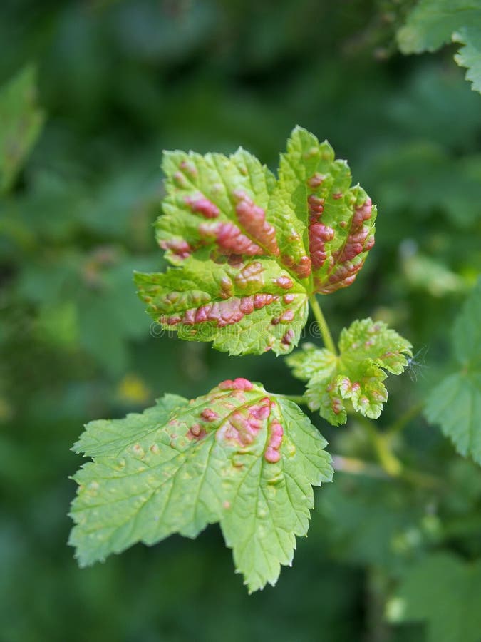 The young leaves of red currant royalty free stock images