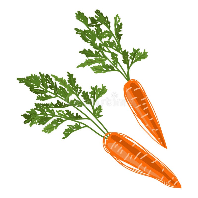 Carrot. Two orange carrots with green leaves. Hand drawing in a flat style. Useful vitamin vegetable. Vector illustration isolated on a white background for royalty free illustration