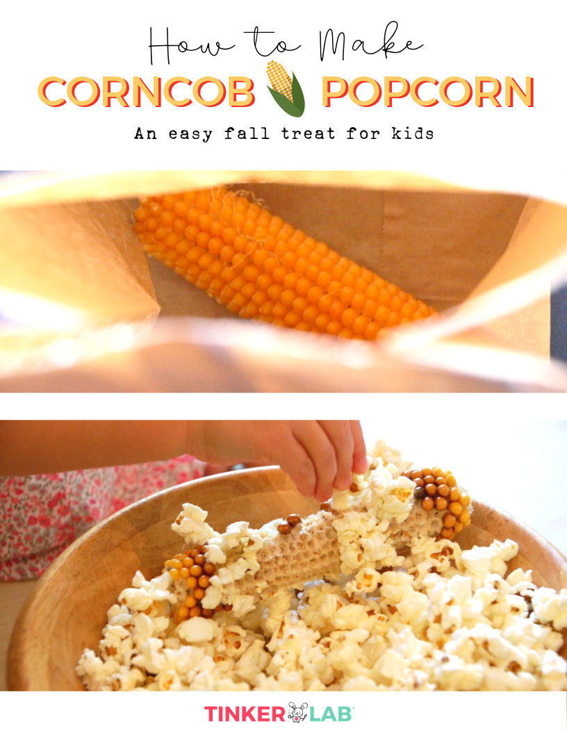 How to make corncob popcorn - an easy and fun fall treat for kids. from TinkerLab 