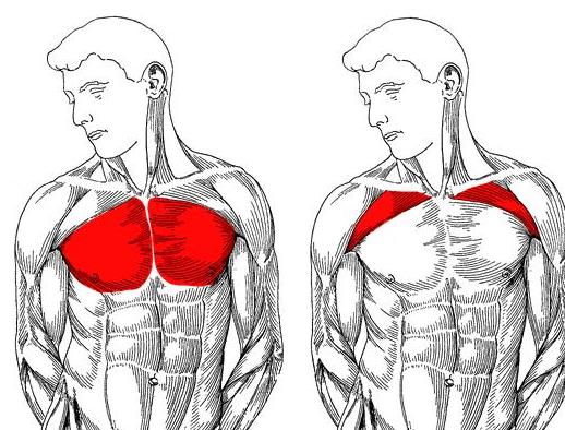 Отжиманиями можно накачать грудные мышцы?