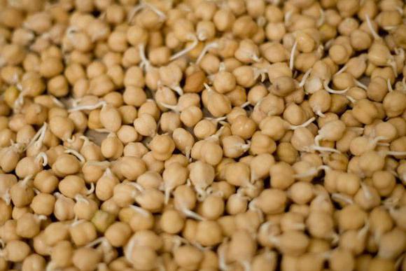 the sprouted chickpeas benefits and harms