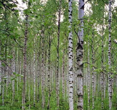 birch leaves benefits
