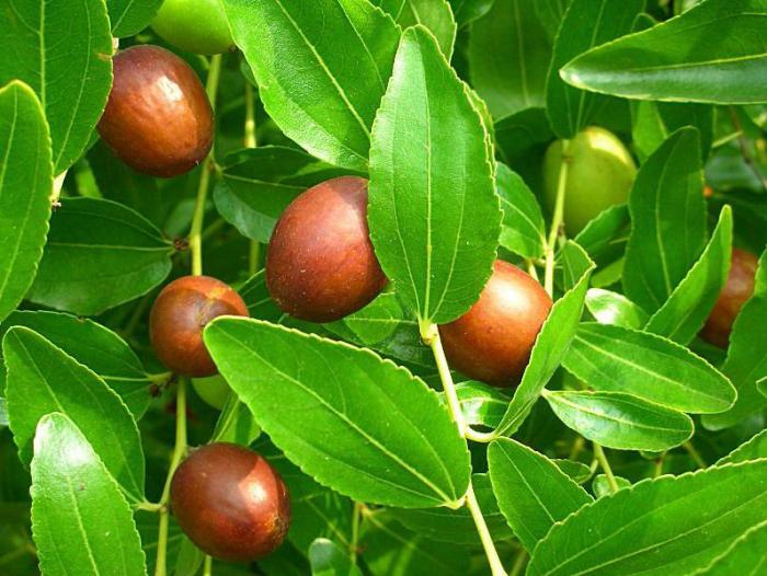 jujube jujube useful properties of the composition and contraindications