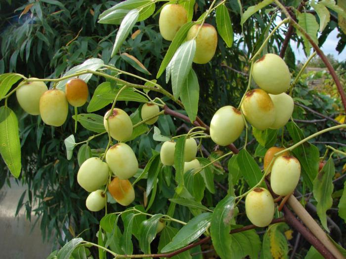 jujube beneficial properties indications for use in medicine