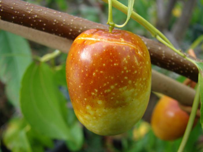 jujube useful properties and benefits the harm and contraindications