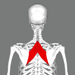Rhomboid major muscle back