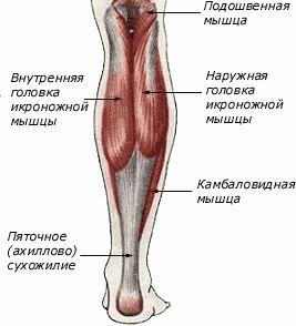 Икроножная мышца