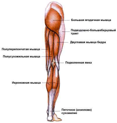 Мышцы пояса нижних конечностей