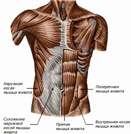 мышцы туловища, рук и плечевого пояса