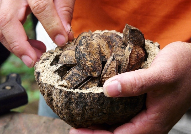 Неочищенные бразильские орехи в скорлупе