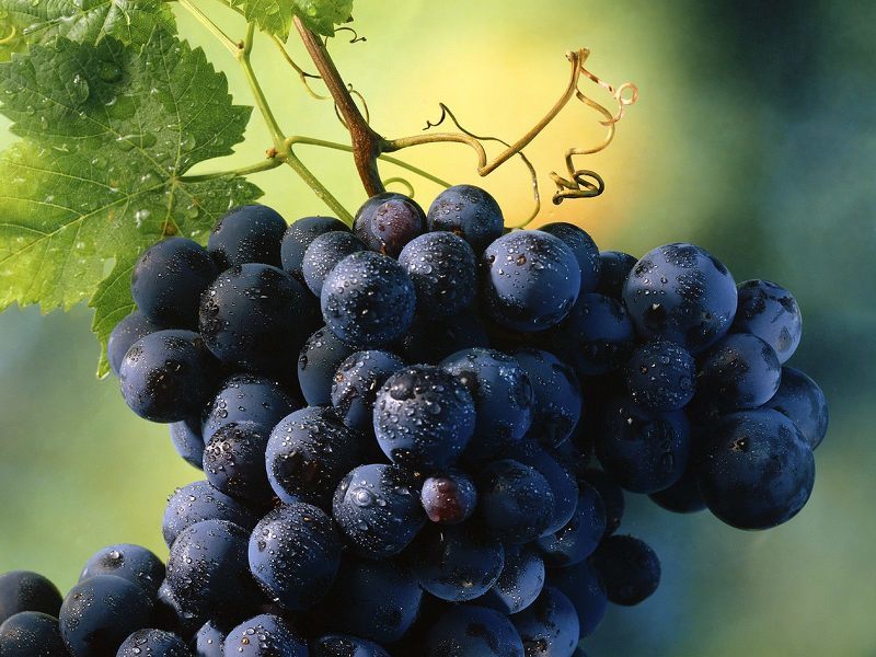 Польза и вред черного винограда