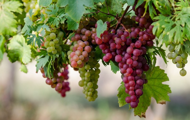 Созревающие гроздья винограда
