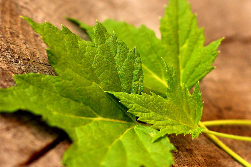 Свежие листья смородины для приготовления лекарственных настоев