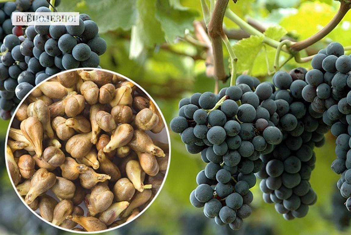 Польза и вред косточек винограда для организма