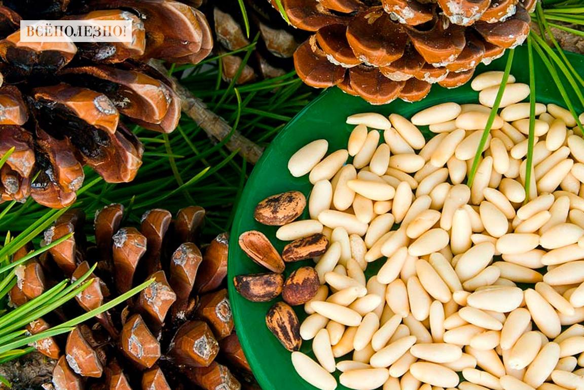 Чем полезен кедровый орех для организма человека?