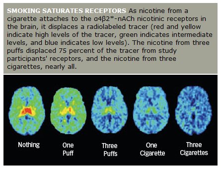 Nicotinic receptor saturation