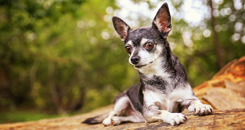 Как укрепить суставы и связки собаки