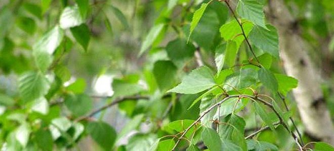 березовые листья лечебные свойства и противопоказания
