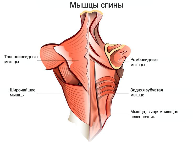 Анатомическое строение мышц спины