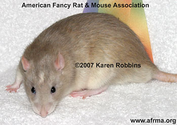 Russian Blue Agouti Essex Standard rat