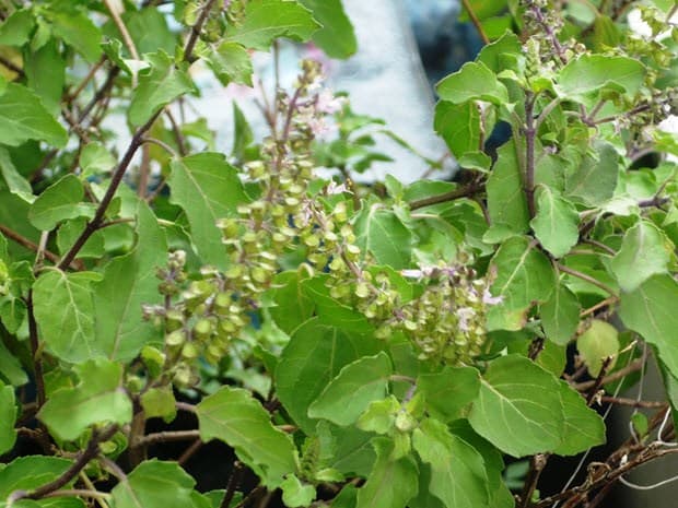 Tulsi, basil plant 