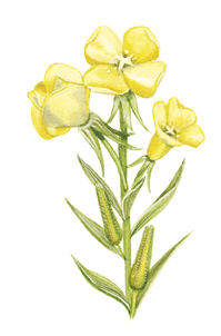 Oenothera biennis