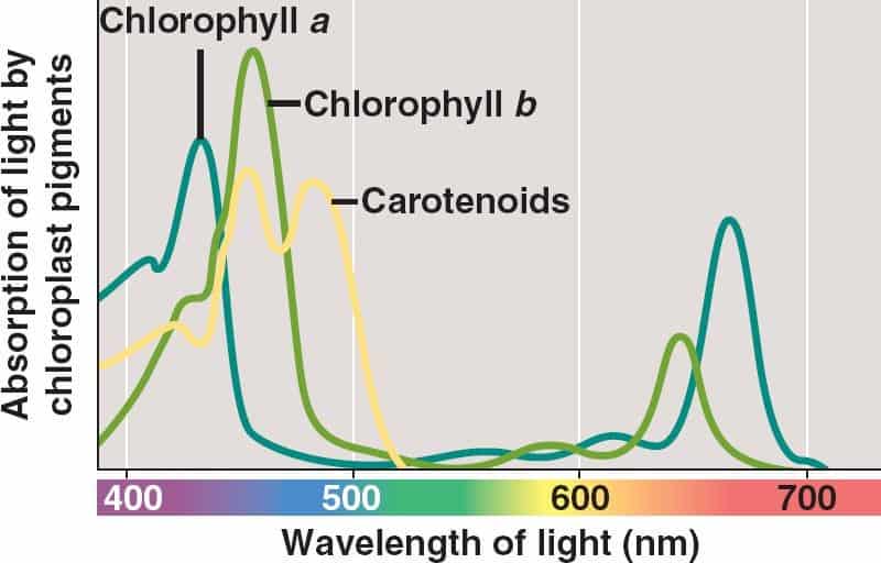 absorption of light by chloroplast pigments