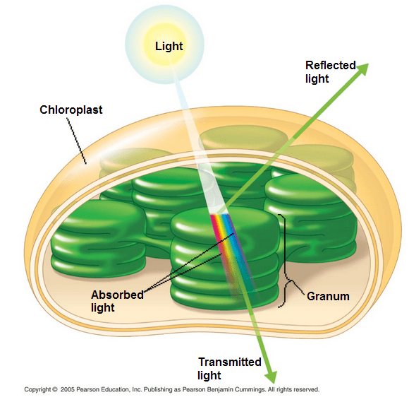 chloroplast inner structure