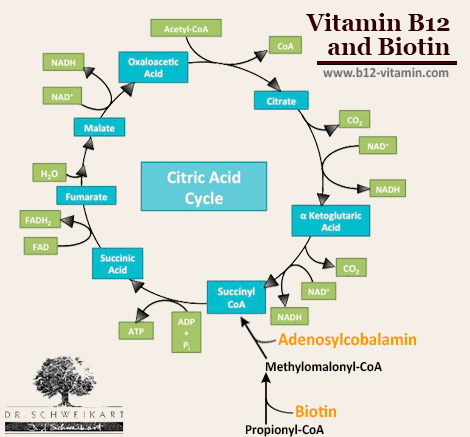 vitamin-b12-biotin
