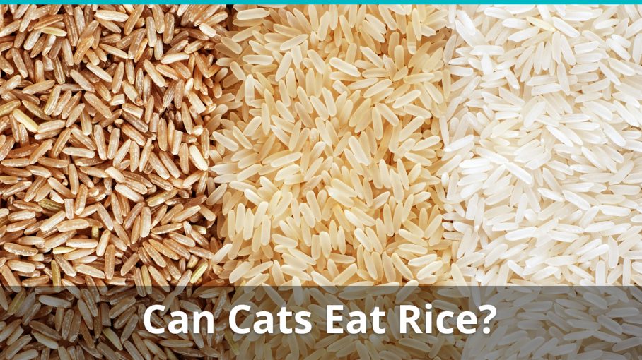 can cats eat rice