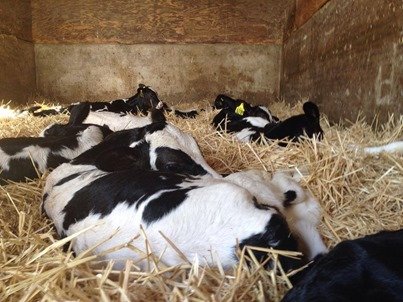 Calves sleeping in the hay