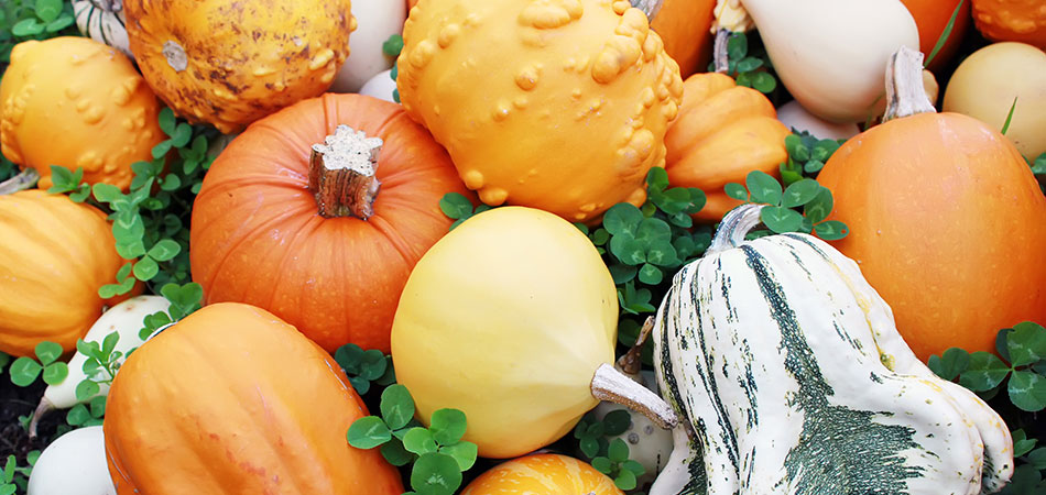 cancer-fighting pumpkins with vitamin a
