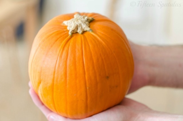 a sugar pumpkin for fresh pumpkin pie