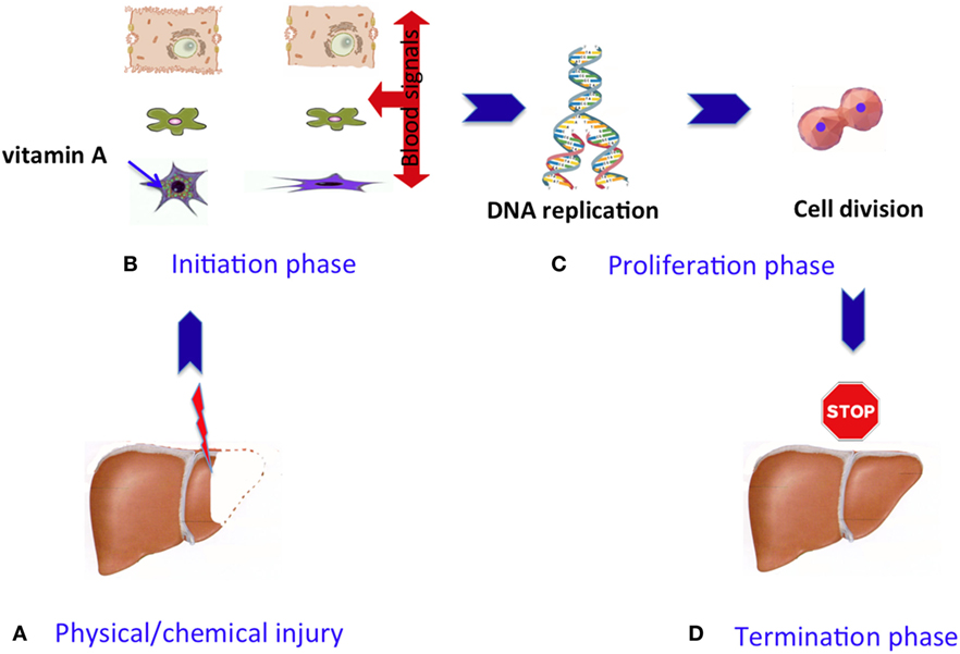 Figure 2 - Phases of the liver regeneration process.