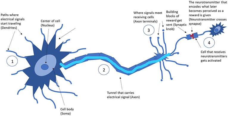 Figure 1 - One neuron communicating with another neuron; highlighted are the parts involved in “reward” transfer.